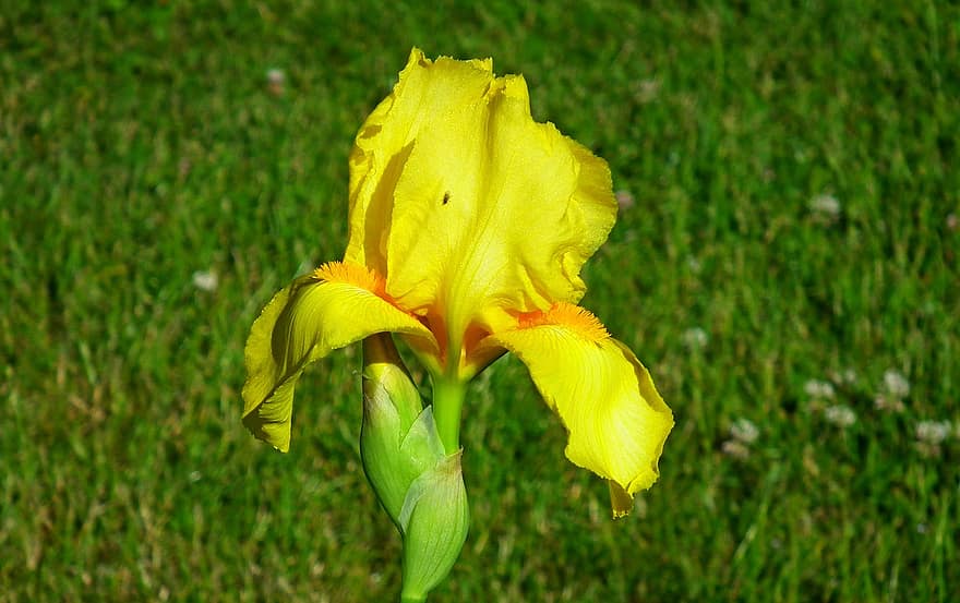 bloemen, iris, geel, tuin-, de lente