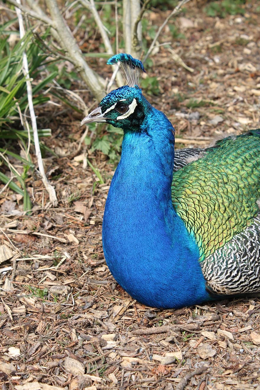 Peafowl, Peacock, Bird, Feathers, Design, Peacock Feathers, Plumage, Exotic Bird, Ave, Avian, Ornithology