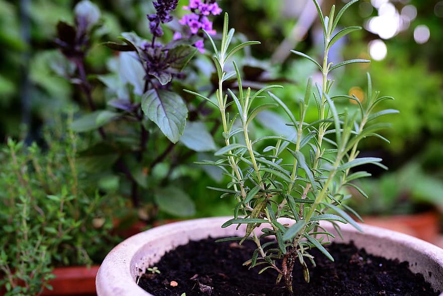 rozmarýn, Basil Bush Basil, tymián, byliny, kulinářské byliny, aroma, bylinková zahrada, bylinné rostliny, léčivé byliny, jíst, zdravý