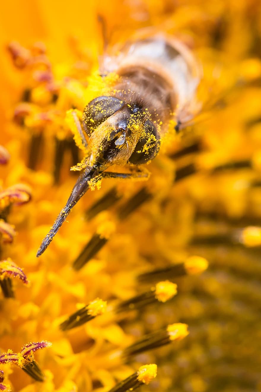 Bie, insekt, antenne, nektar, blomstre, blomst, honning, eng, pollen, pollinere, natur