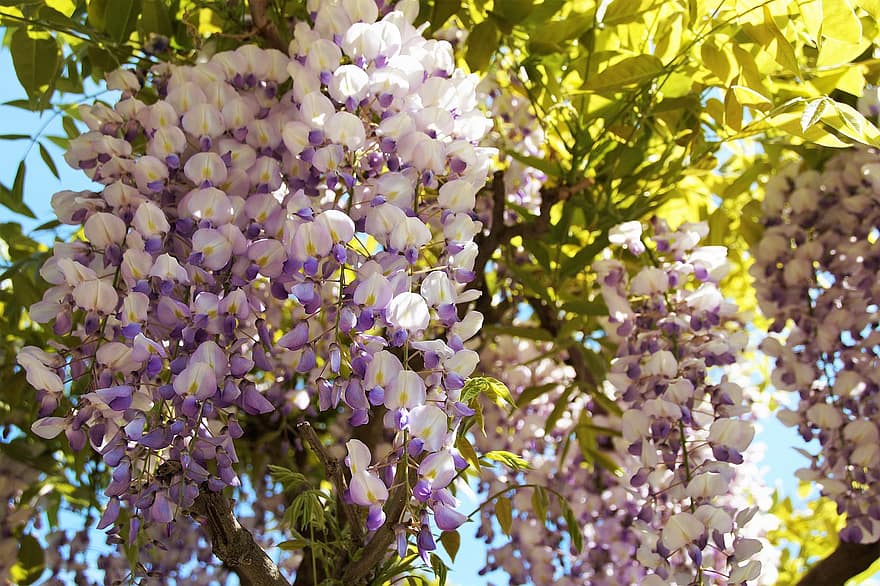wisteria, plíživé rostliny, květiny, fialové květy, Příroda, květ, rostlina, list, jaro, letní, nachový