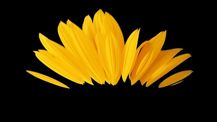 petali di girasole, petali gialli, sfondo, giallo, pianta, fiore, petalo, avvicinamento, estate, foglia, testa di fiore