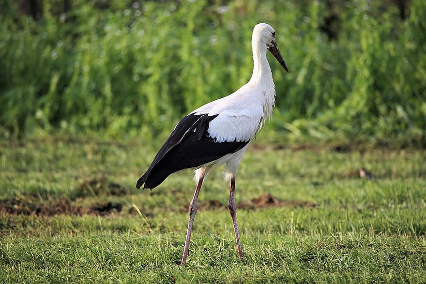 Stork, Bird, Beak, Feathers, Plumage, Animal, Meadow, Wildlife, Bird Watching, Evening, Nature