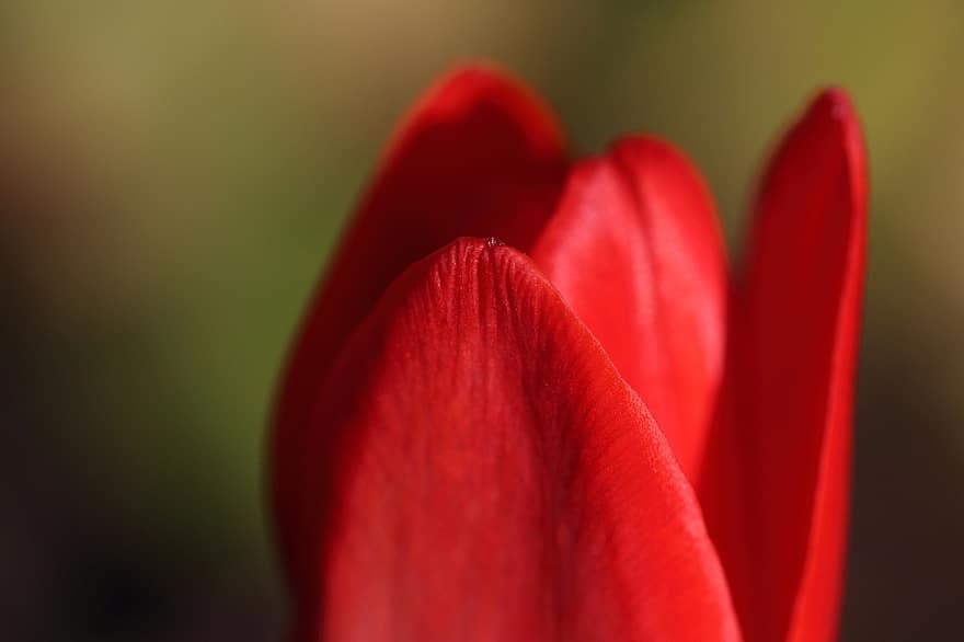 fiore, tulipano, giardino, primavera, Inghilterra, botanica, fioritura, fiorire, avvicinamento, pianta, petalo