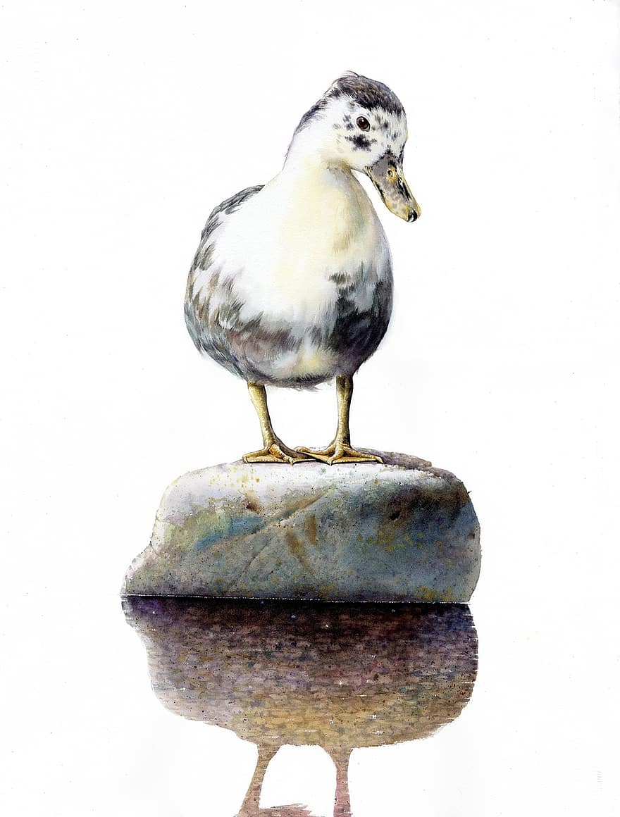 Watercolor, Duck, Baekjunseung, Figure, Art