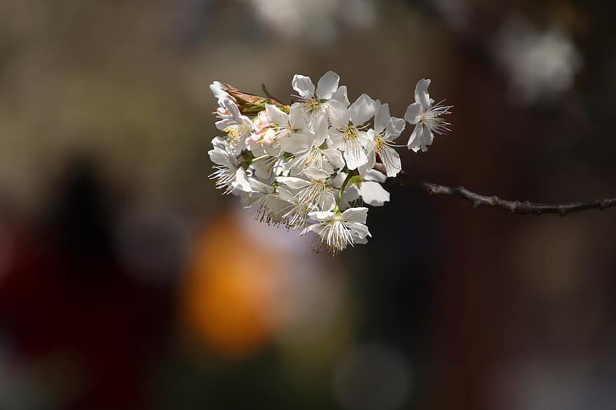 fleurs de cerisier, fleurs, fleur, Floraison, fleurs blanches, Sakura, flore, sakura, printemps, saison de printemps, pétales