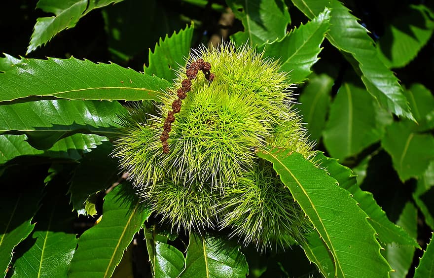 Chestnut, Fruits, Leaves, Young Fruits, Prickly, Branch, Chestnut Tree, Tree, Plant, Food, Organic