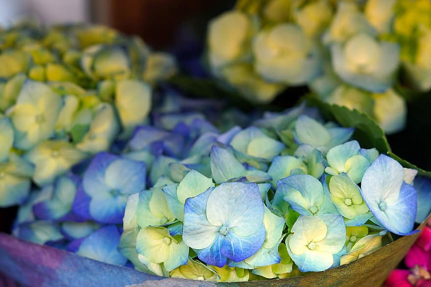 hortensia, bloemen, blauwe bloemen, tuin-, bloesem, bloeien, natuur, fabriek, blad, bloem, bloemhoofd