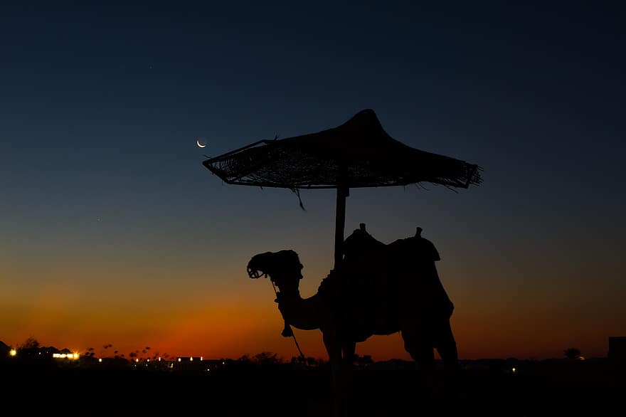 nuit, désert, chameau, la nature, soir, le coucher du soleil, silhouette, crépuscule, rétro-éclairé, Soleil, des cultures