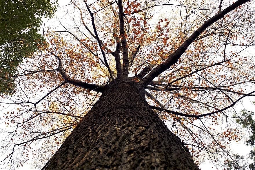 arbre, tronc, branches, écorce, bois, canopée, forêt, la nature, tomber, l'automne, la magie