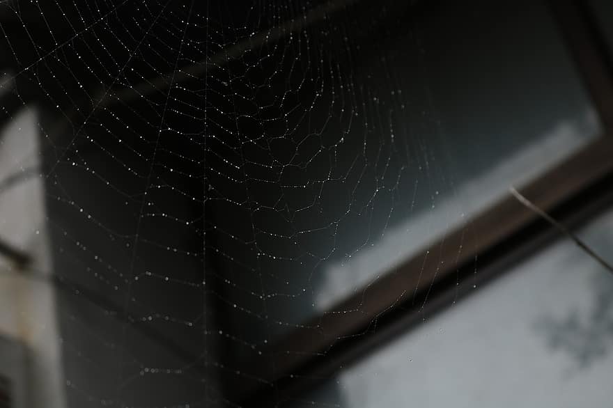 mạng nhện, sương, ướt, web, hạt sương, giọt nước