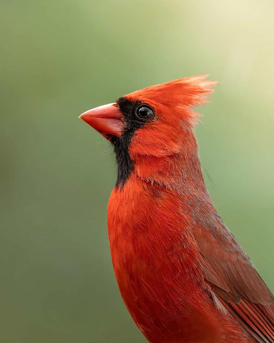 Northern Cardinal, Bird, Animal, Wildlife, Plumage, Nature, Birdwatching, Ornithology, beak, animals in the wild, close-up