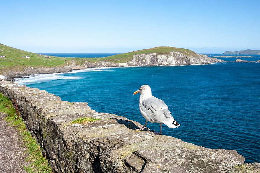 fugl, måke, hav, natur, reise, utforskning, turisme, utendørs, atlantic, landsbygda, Irland