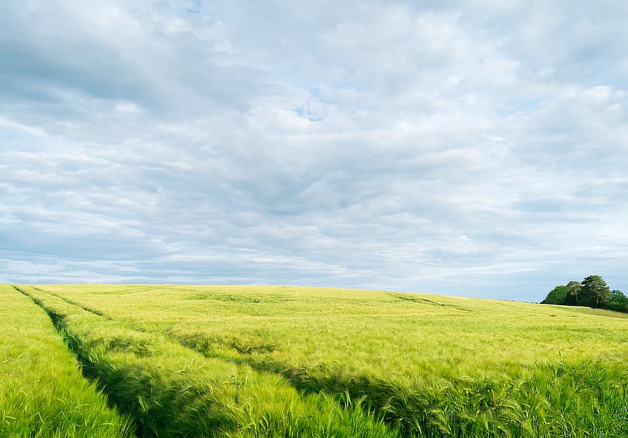 blé, paysage, ciel, la nature, des champs, en plein air, rural, Voyage, scène rurale, Prairie, herbe