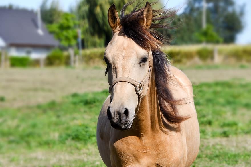 at, hayvan, çiftlik, aygır, kısrak, memeli, Equus Ferus Caballus, Tek Tırnaklıların, at sürmek, eyer atı, koşum Atı