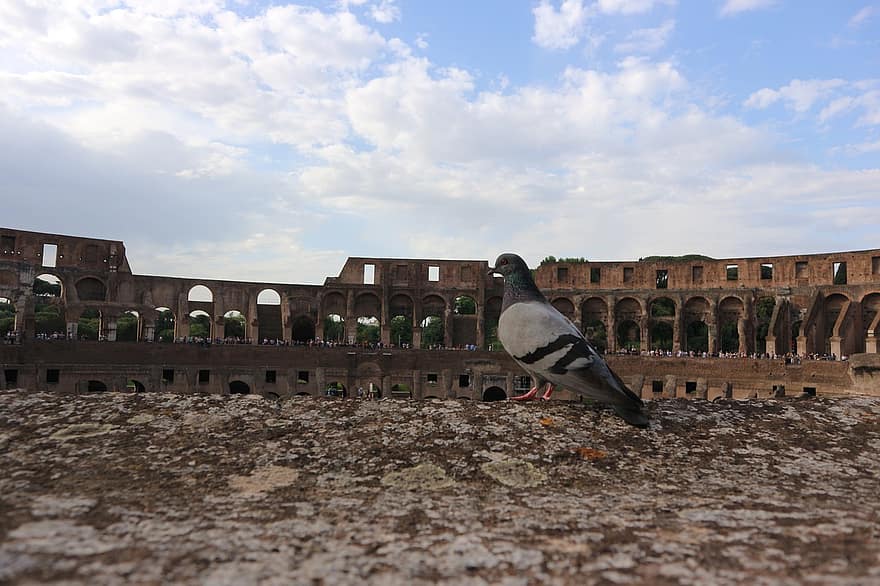 Рим, Колизей, голубь, птица, архитектура, исторический сайт, строительство, известное место, история, клюв, животные в дикой природе