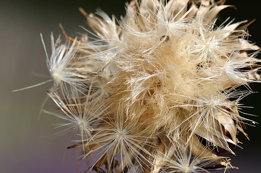 Milk Thistle, Thistle, Faded, Dry, Flying Seeds, Seeds, Wild Flower, Medicinal Plant, Brown