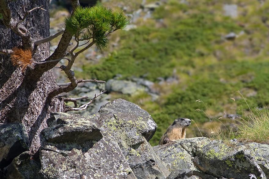 marmot, alpine marmot, loài gặm nhấm, thú vật, hoang dã, lông thú, cây, đá, núi