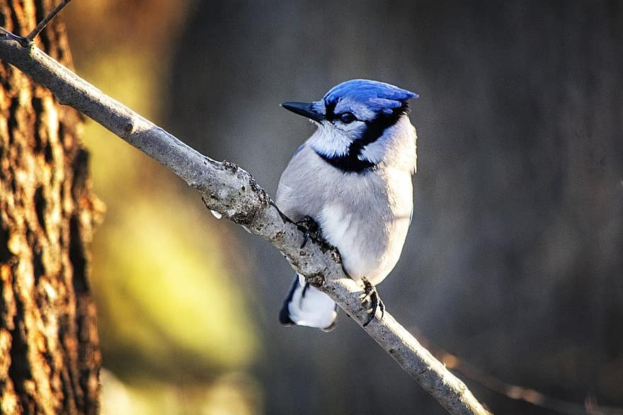 bluejay, pták, Příroda, peří, ornitologie, zobák, větev, zvířata ve volné přírodě, Pírko, detail, pozorování ptáků