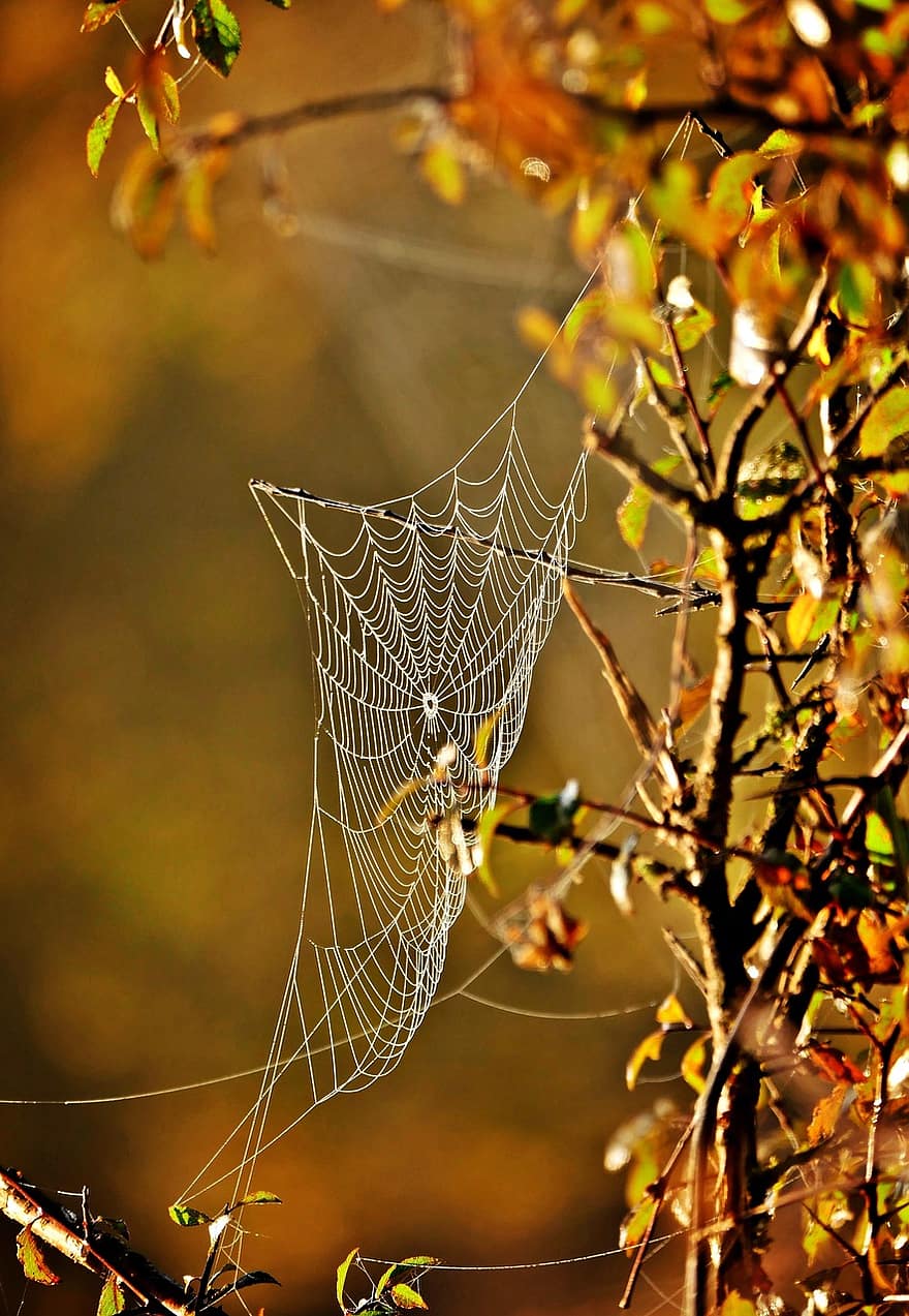 Spinnennetz, Ast, Herbst, Netz, Herbstblätter, Herbstlaub, Herbstfarben, Herbstsaison, Natur, Baum
