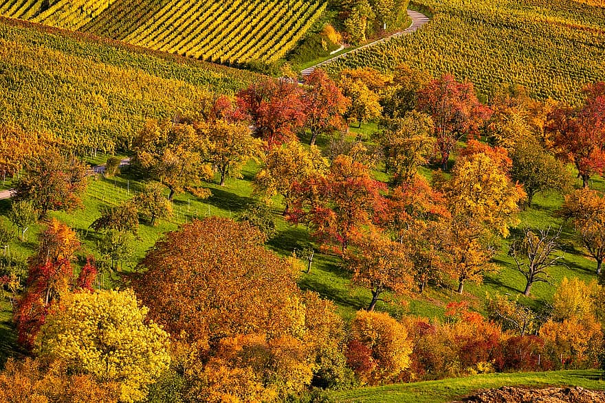 vīna dārzs, koki, kritums, rudenī, garastāvoklis, rudens krāsa, vīnogulājiem, stādījumu, saimniecība, ainavu, kalns