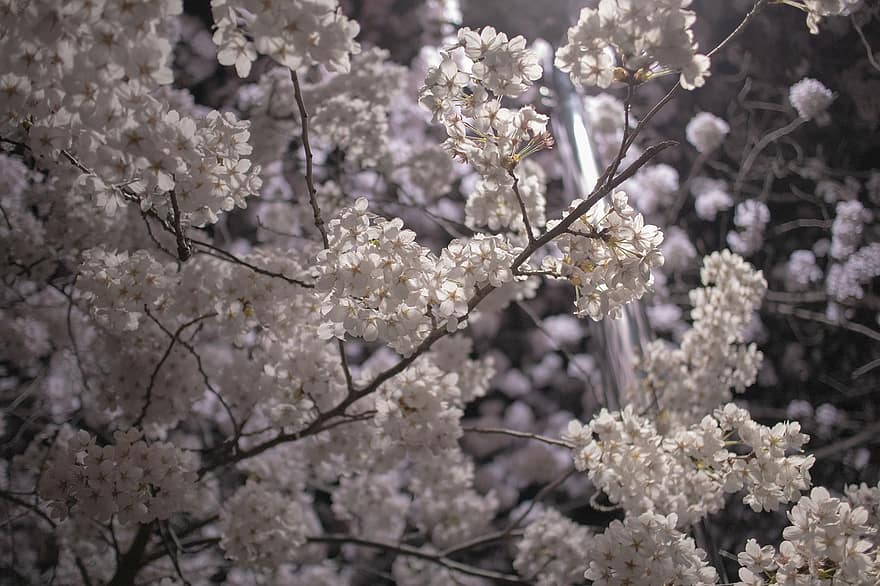 Cherry Blossom, Flowers, Spring, Tree, White Flowers, Bloom, Blossom, Branch