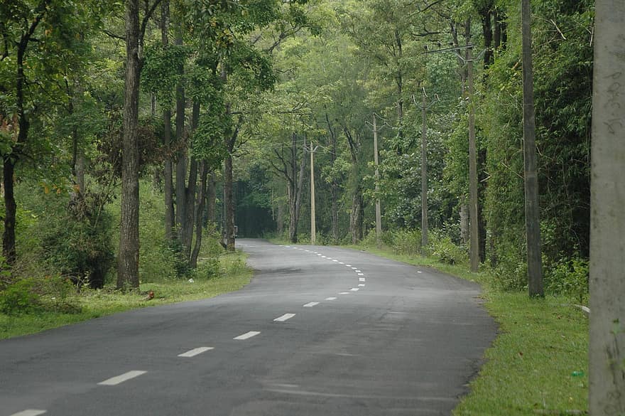 maantie, metsä, Bandipurin kansallispuisto, Karnatakan, Intia