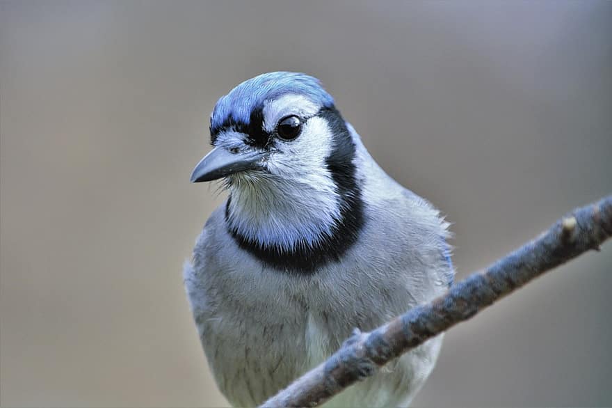 Bluejay, retrato, fechar-se, pássaro, empoleirado, ramo, pássaro empoleirado, bico, penas, plumagem, ave