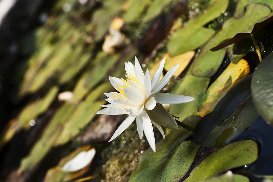 Flower, Lotus Flower, Water Lily, Aquatic Plant, Nature, White Flower, leaf, plant, summer, close-up, flower head