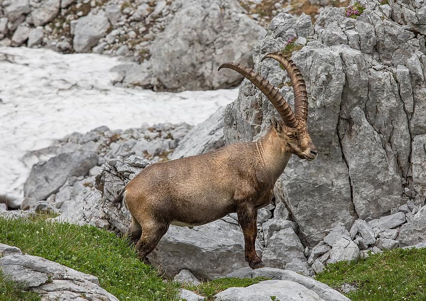 αλπικό ibex, steinbock, αίγαγρος, αγριοκάτσικο, άγρια ​​ζωή