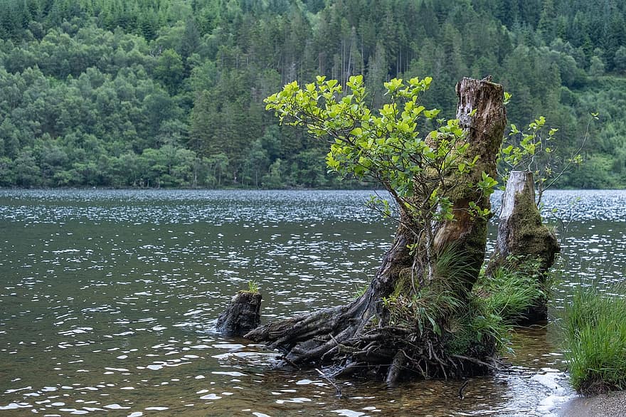 Escocia, Loch Eck, lago, agua, naturaleza, escocés, tierras altas, escénico
