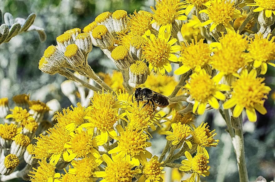 цветя, пчела, насекоми, безгръбначен, членестоноги, флора