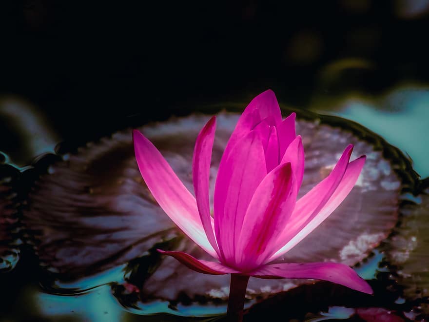 Water Lily, Flower, Plant, Petals, Bloom, Flora, Aquatic Plant, Pond, Garden, Spring, Outdoors