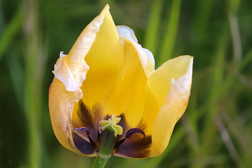Tulpe, Blume, Pflanze, gelbe Tulpe, gelbe Blume, Blütenblätter, Stempel, blühen, Frühlingsblume, Garten, Frühling