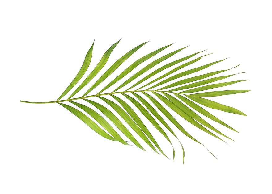palmu, puun lehti, lehdet, vihreä, trooppinen, kasvi, kesä, eksoottinen, luonto, kasvitiede, palmun lehti