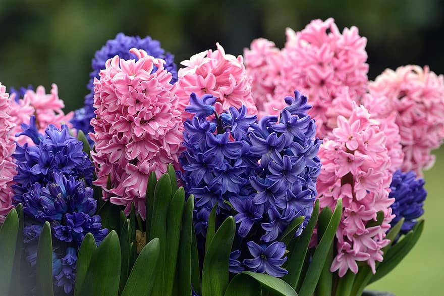 blommor, hyacint, blommande, närbild, vår