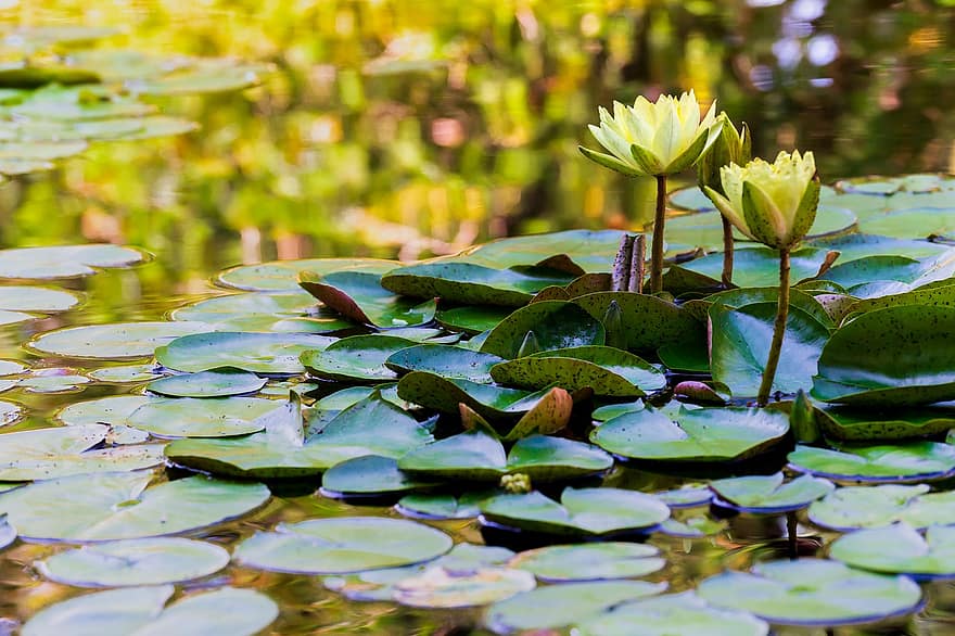 Flowers, Water Lilies, Pond, Lotus, Lily Pads, Aquatic Plants, Nature, Water, Flora, Lily, Garden