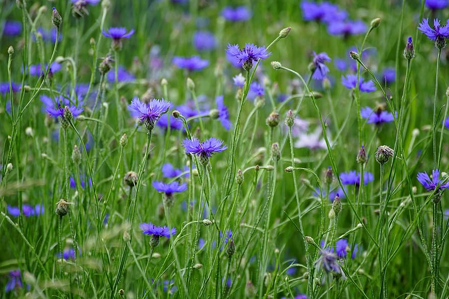 les bleuets, fleurs, Prairie, fleurs sauvages, fleurs bleues, Asteraceae, bourgeons, les plantes, Floraison, champ, été