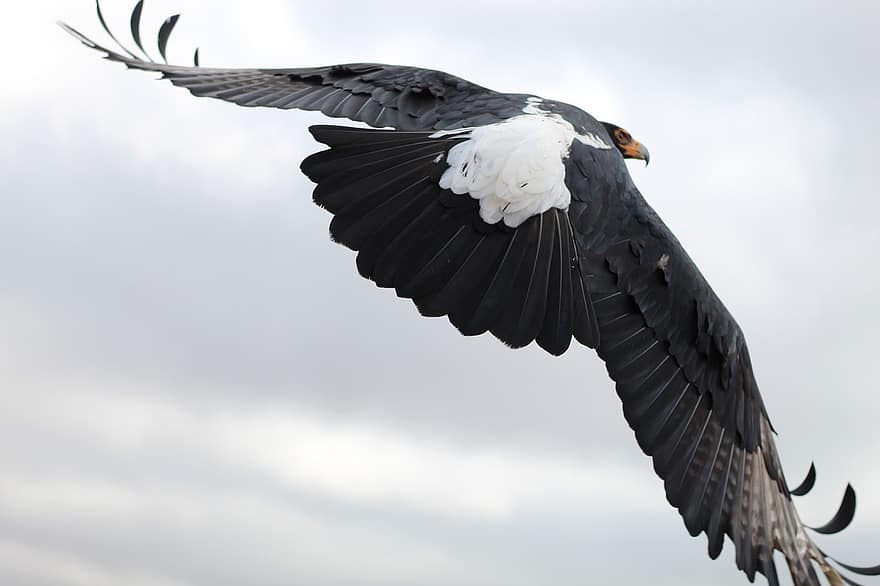 орел, птица, раптор, летающий, крылья, оперение, перья, черный орел, хищник, живая природа
