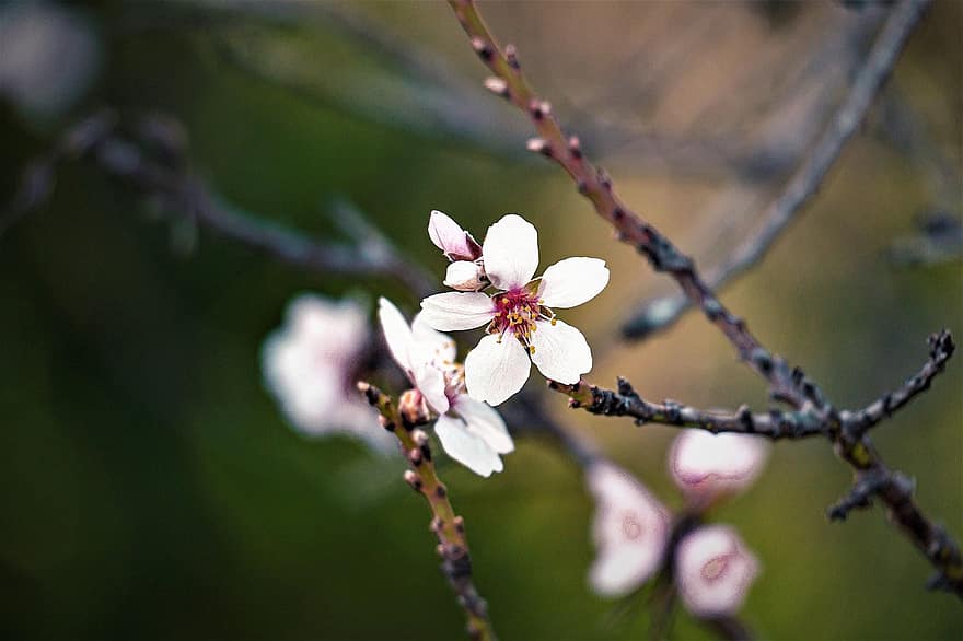 sakura, kukat, kirsikankukkia, valkoiset terälehdet, terälehdet, kukinta, kukka, kasvisto, kevään kukat, luonto, lähikuva