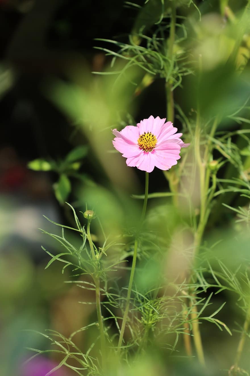 Marigold Flower, Pink Flower, Bloom, Blossom, Petals, Pink Petals, Plant, Flora, Floriculture, Horticulture, Botany