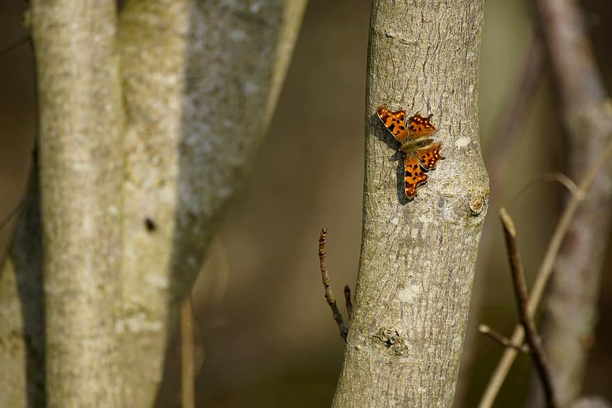 Comma, Butterfly, Trees, Insect, Polygonia C-album, Animal, Close Up