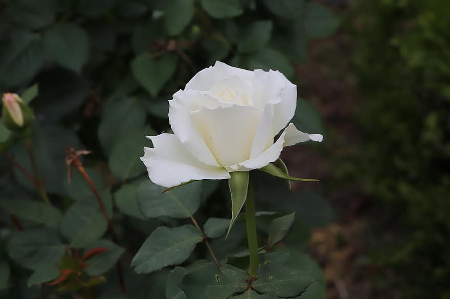 Rose, hvid rose, hvid blomst, blomst, forår, have, blomstre, blad, kronblad, plante, tæt på