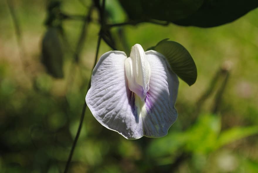 Spurred Butterfly Pea, Flower, Plant, Butterfly Pea, Petals, Bloom, Nature