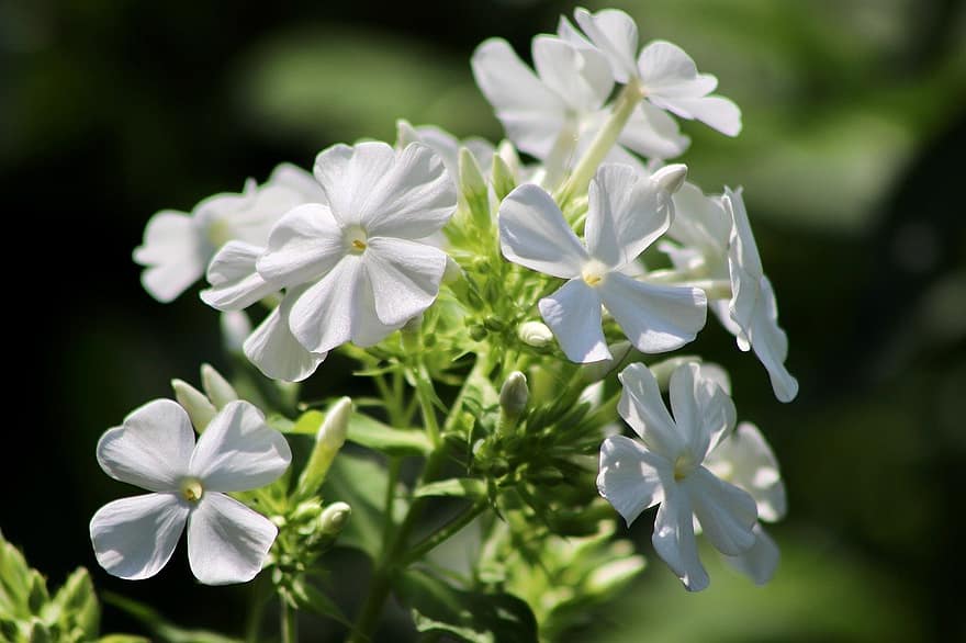 플록스, 흰 꽃, 꽃잎