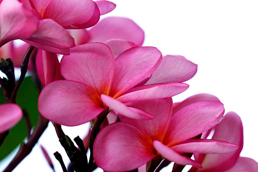 Plumerias, Frangipanis, Blumen, pinke Blumen, Blütenblätter, rosa Blütenblätter, blühen, Pflanze, Flora