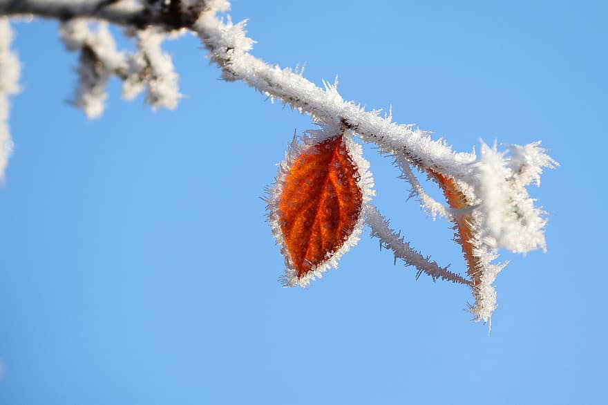 葉、ブランチ、氷、霜、冷たい、熟した、フローズン、コールド、Eiskristalle、自然、冬