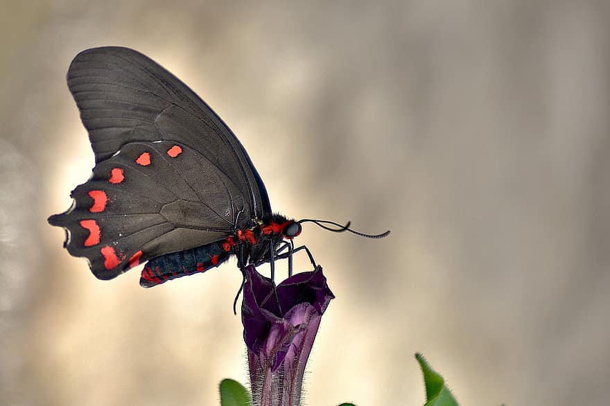 motyl, latający owad, tropikalny motyl, zwierzę, Natura, kolor, skrzydełka