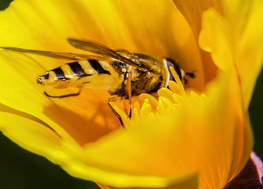 vespa, inseto, polinizador, pólen, flor, natureza, animal, macro