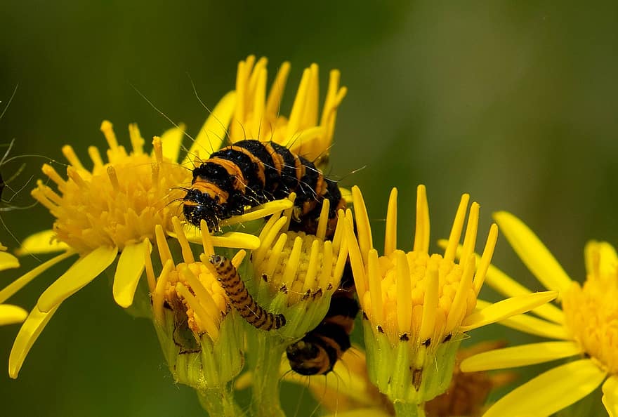 Caterpillar, Cinnabar Moth, Flower, Petals, Leaves, Buds, Bug, Insect, Yellow, Stripes, Plant